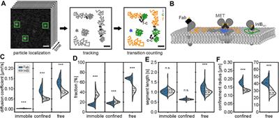 Diffusion State Transitions in Single-Particle Trajectories of MET Receptor Tyrosine Kinase Measured in Live Cells